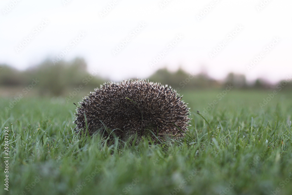 Hedgehog hid in the meadow. Barbed texture. Hedgehog hid in the meadow. Barbed texture.
