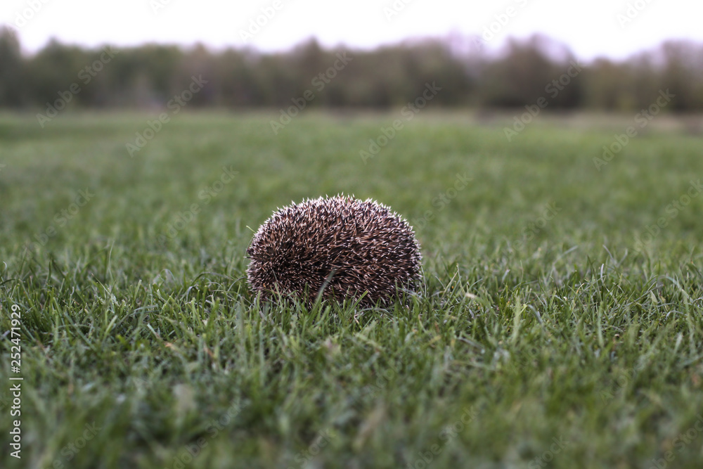 Hedgehog hid in the meadow. Barbed texture. Hedgehog hid in the meadow. Barbed texture.