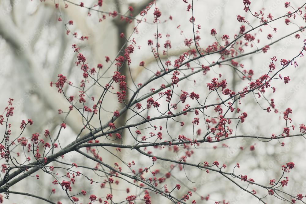 pink flowers on a maple tree branch pink flowers on a maple tree branch