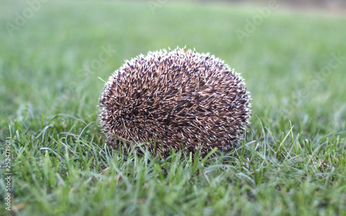 Hedgehog hid in the meadow. Barbed texture.