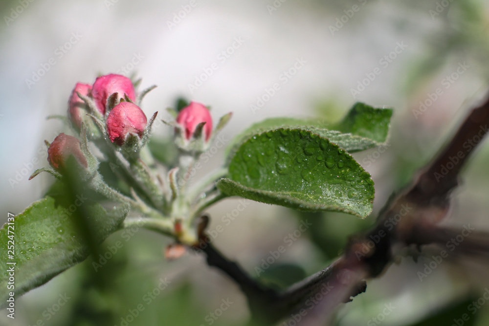 Spring flowering of apple and pear trees in the garden. Gardening and farm trees. white and pink flowers Stock background, photo Spring flowering of apple and pear trees in the garden. Gardening and farm trees. white and pink flowers Stock background, photo