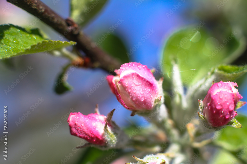 Spring flowering of apple and pear trees in the garden. Gardening and farm trees. white and pink flowers Stock background, photo Spring flowering of apple and pear trees in the garden. Gardening and farm trees. white and pink flowers Stock background, photo