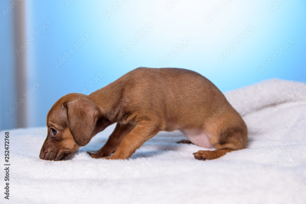 puppy dog closeup on a blue background