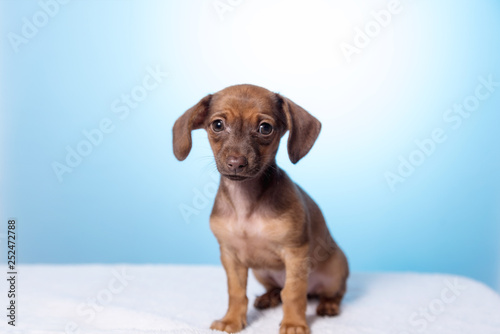 puppy dog closeup on a blue background