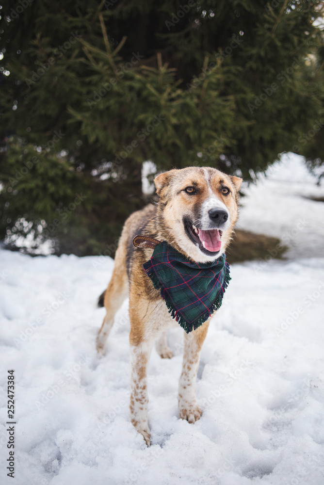 Happy dog in winter