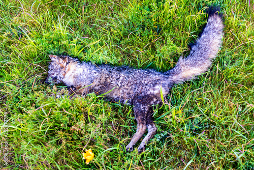 Decomposed Fox on Grass