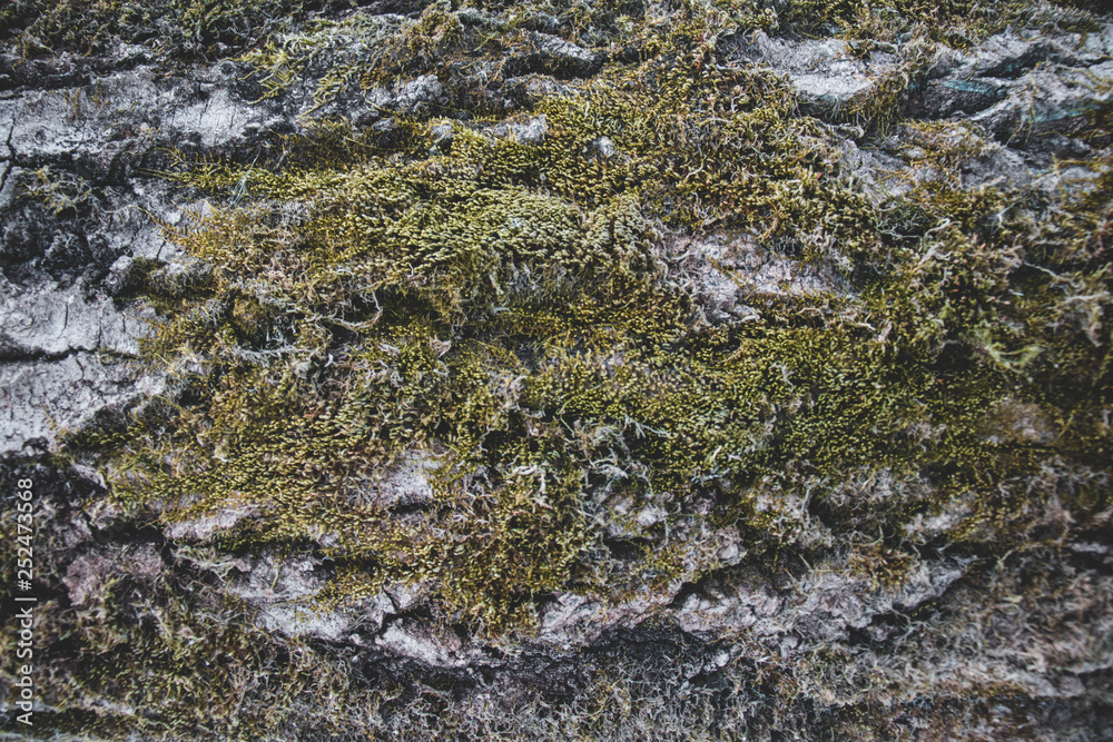 moss covered wood bark