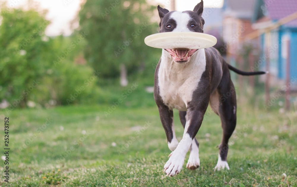 The dog catches a flying saucer on the run