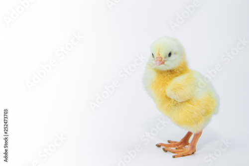 Little yellow chicken on white background