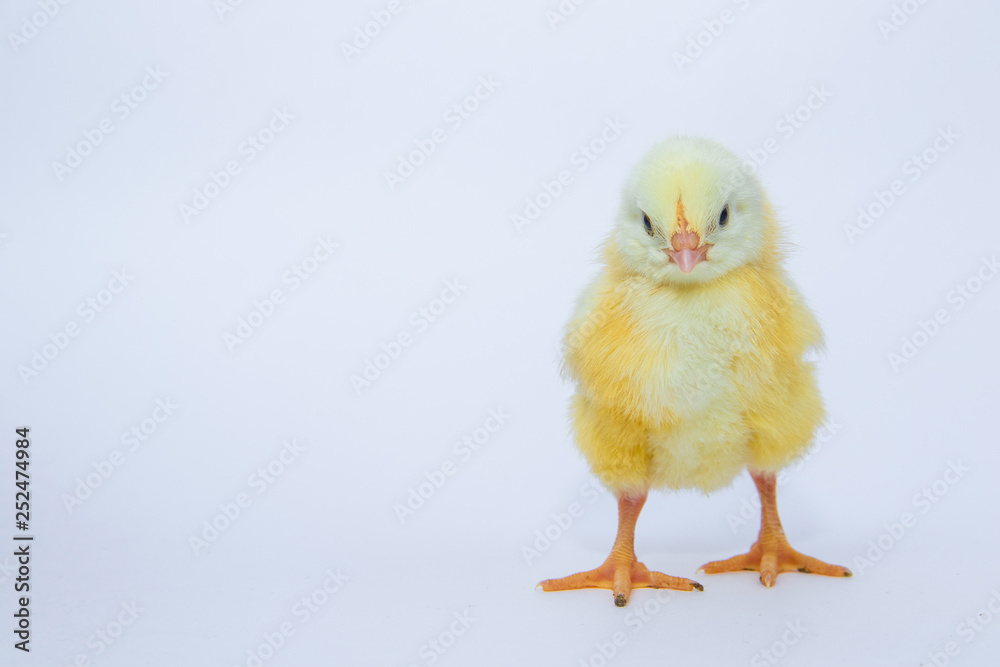 Little yellow chicken on white background Little yellow chicken on white background