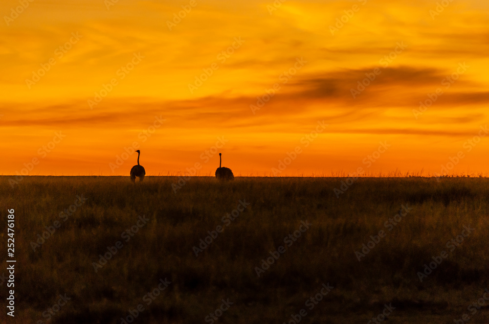An ostrich walking in the plains of Africa inside Masai Mara National Reserve during a wildlife safari with a beautiful sunrise in the background
