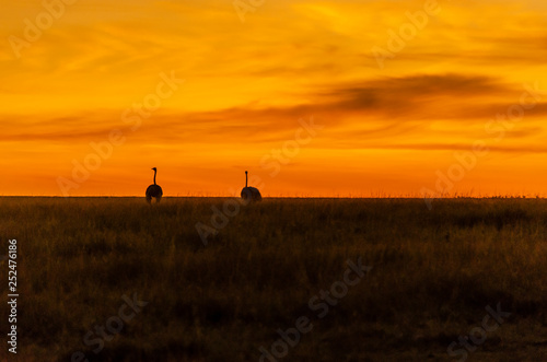 An ostrich walking in the plains of Africa inside Masai Mara National Reserve during a wildlife safari with a beautiful sunrise in the background