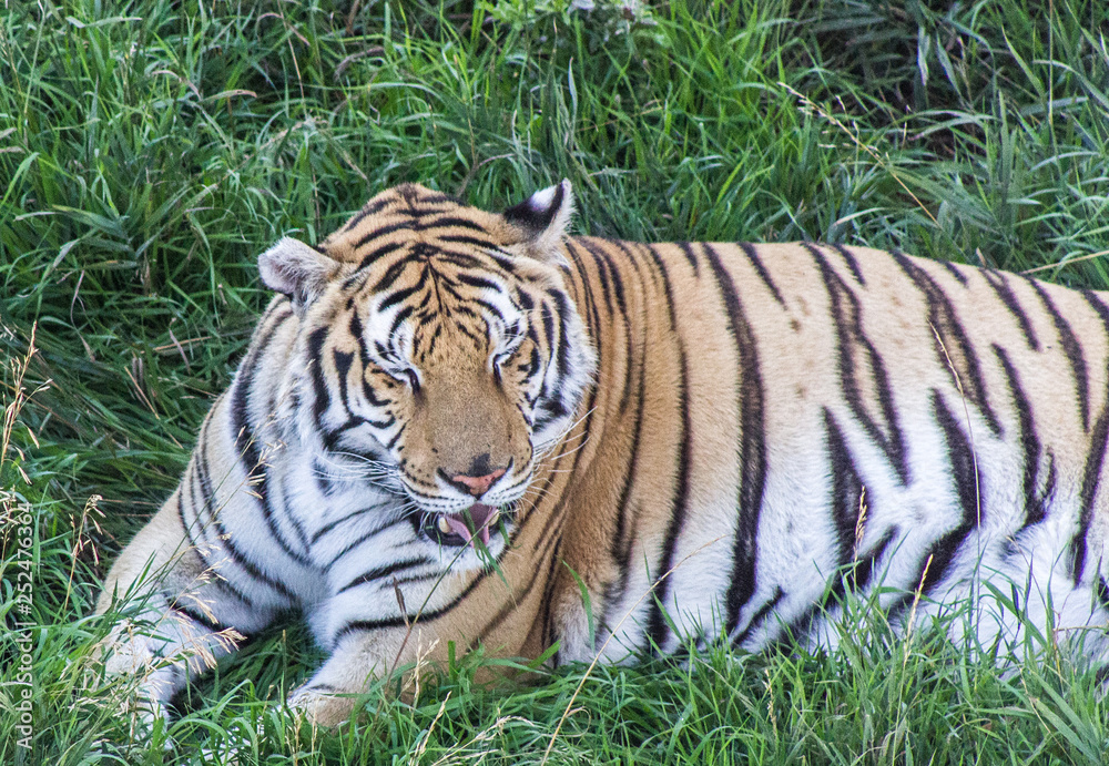 Sleeping Tigger Sleeping Tigger