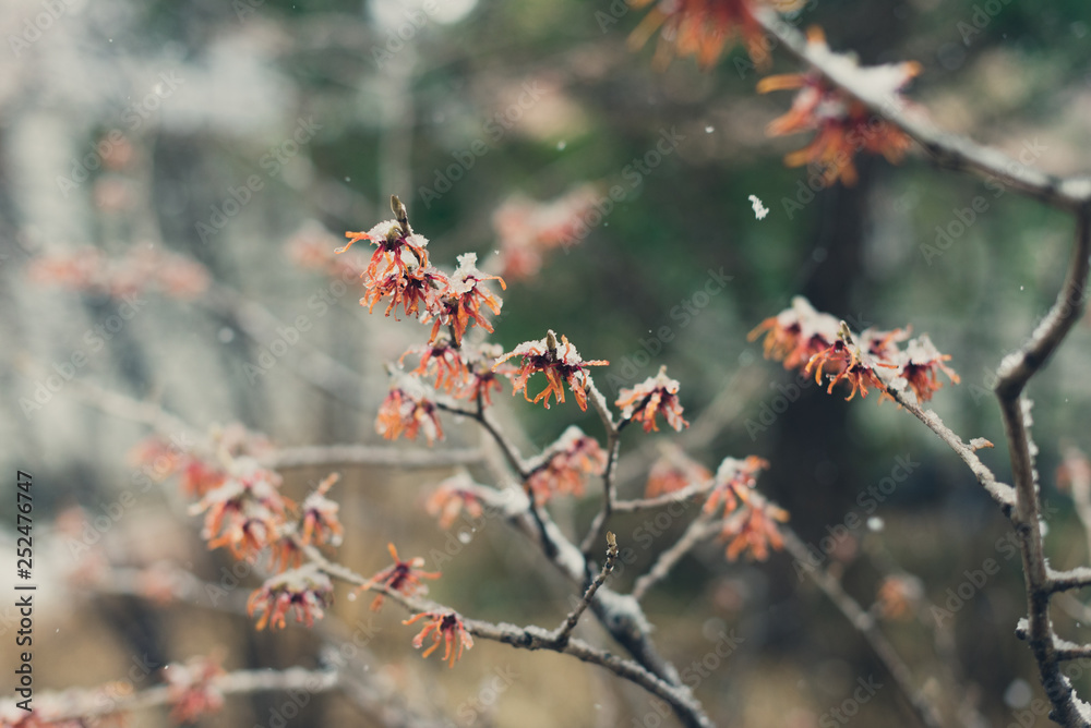Witchhazel flower in the snow Witchhazel flower in the snow
