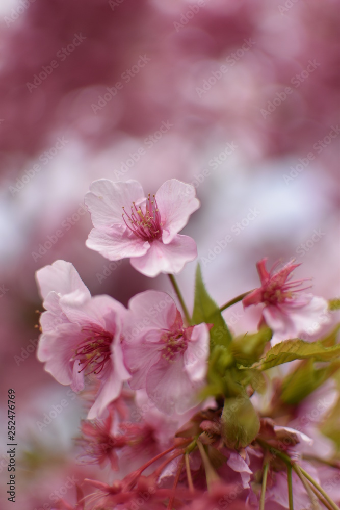 桜 桜