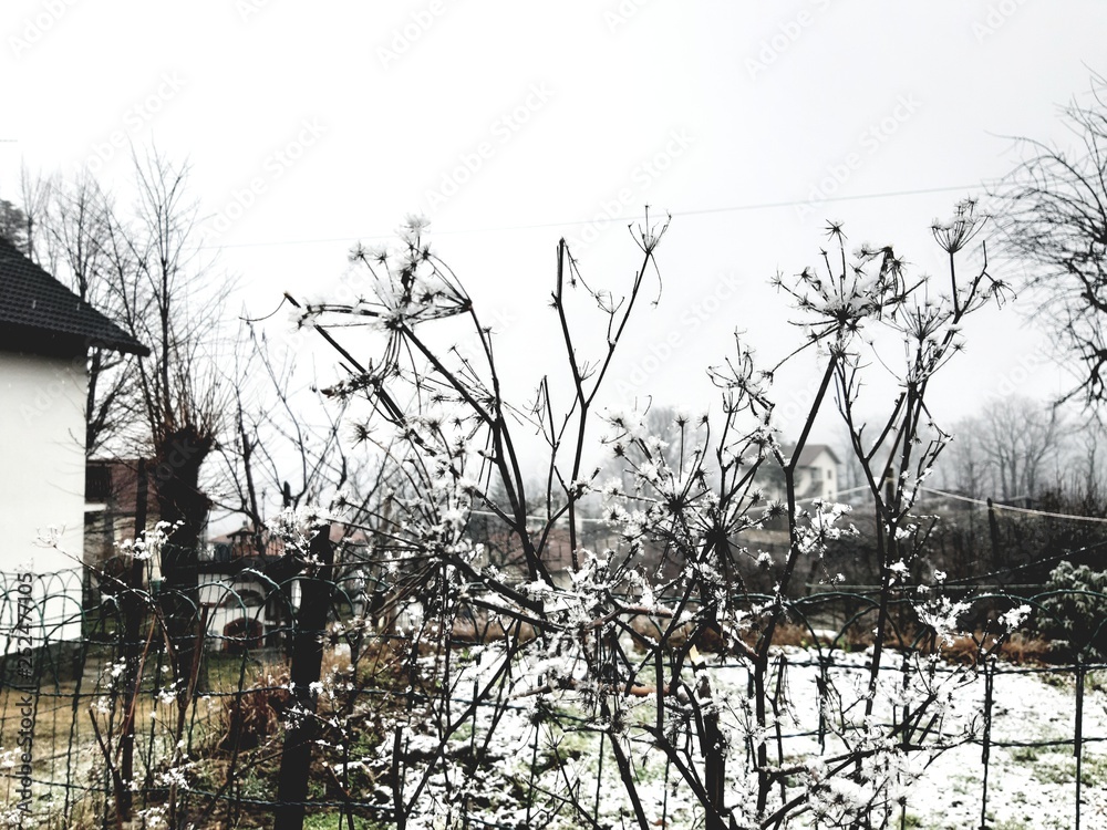 Obraz premium Tiglieto, Italy - 02/26/2019: Beautiful grey background of the first snow in the village in winter with some beautiful flowers and trees without leaves and small view to the mountains.
