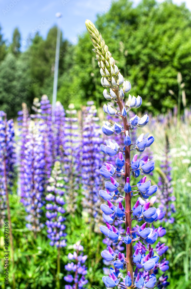 Lupinus polyphyllus Lupinus polyphyllus