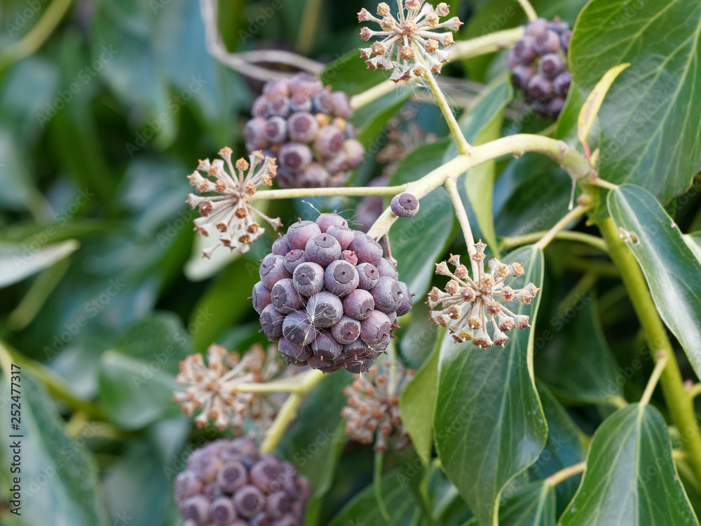 Hedera helix - Ombelles de baies de couleur noir bleuté du lierre grimpant Hedera helix - Ombelles de baies de couleur noir bleuté du lierre grimpant