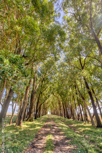 Amazing dirt road surrounded by trees creating a tunnel effect made by the brown tree trunks and green foliage on a sunny day at Rocha department, Uruguay. A wild environment in an awe landscape