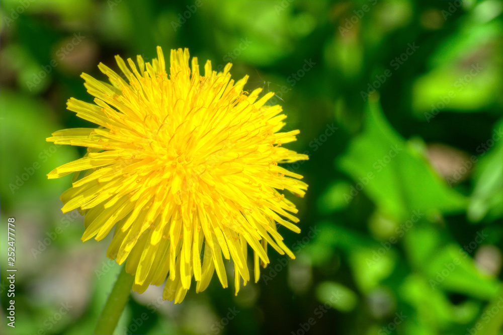 Taraxacum officinale