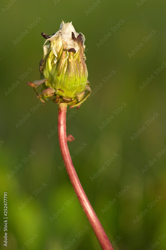 Taraxacum officinale Taraxacum officinale
