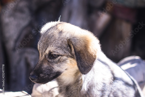 Beautiful dog in a cage with sad eyes. Domestic animals in the nursery. Stock photo