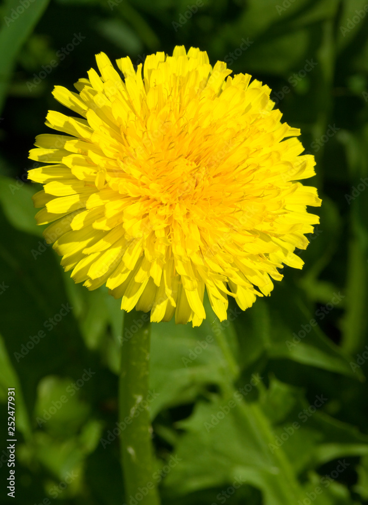 Taraxacum officinale