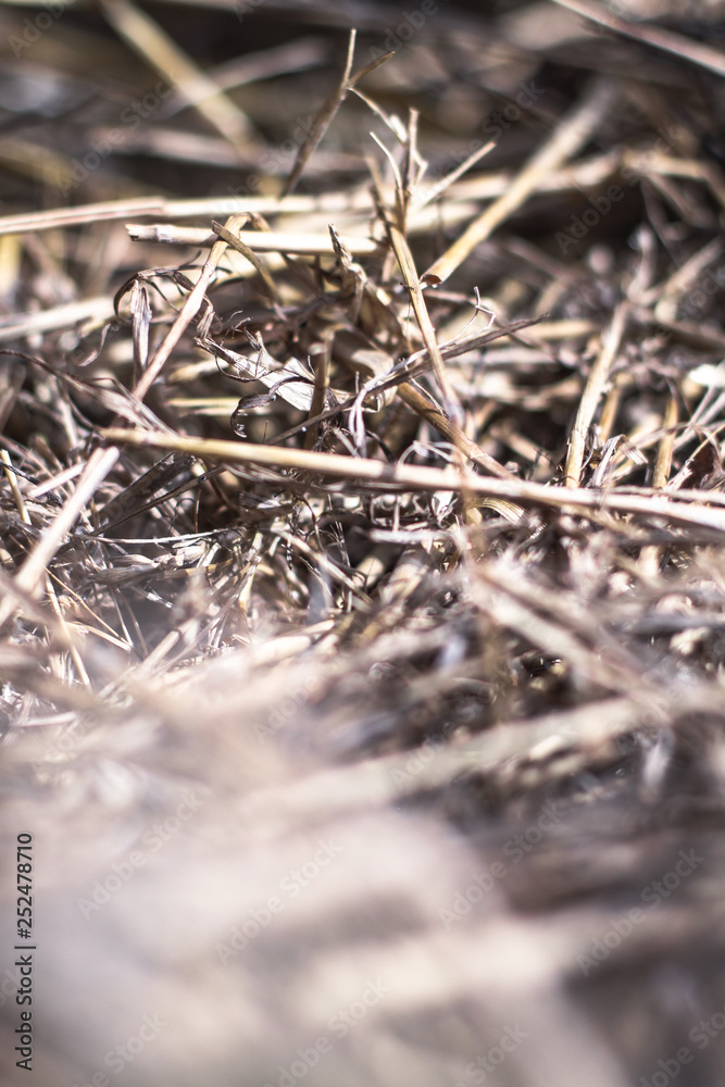 Beautiful textural wallpaper with straw and hay. Stock background, photo Beautiful textural wallpaper with straw and hay. Stock background, photo