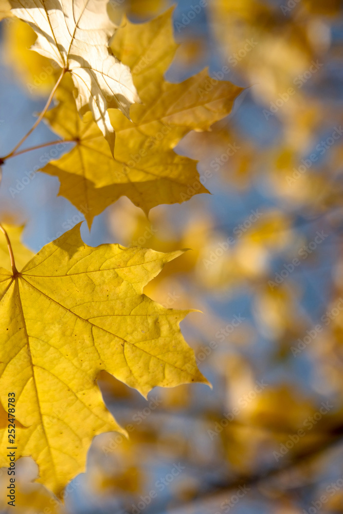 Yellow maple leaves on a colorful background Yellow maple leaves on a colorful background