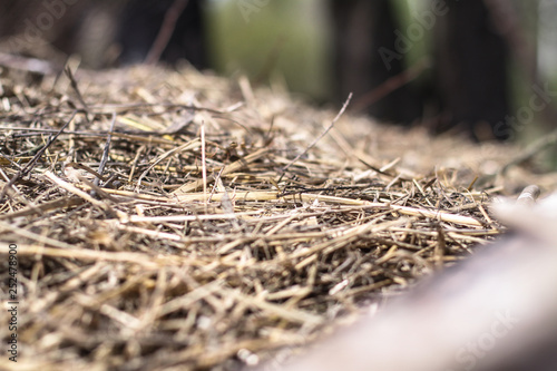 Beautiful textural wallpaper with straw and hay. Stock background, photo