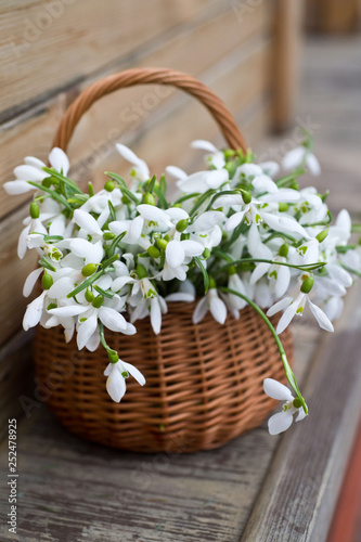 Snowdrop flowers. Snowdrops in basket.