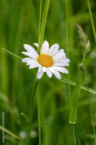 Chamomile among the incense in a green summer meadow