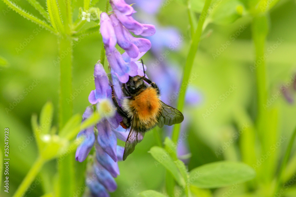 A large bumblebee on a purple flower ring A large bumblebee on a purple flower ring