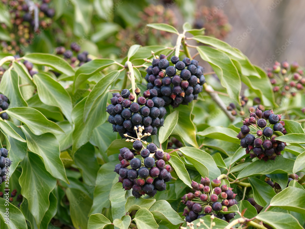 Hedera helix - Ombelles de baies de couleur noir bleuté du lierre grimpant