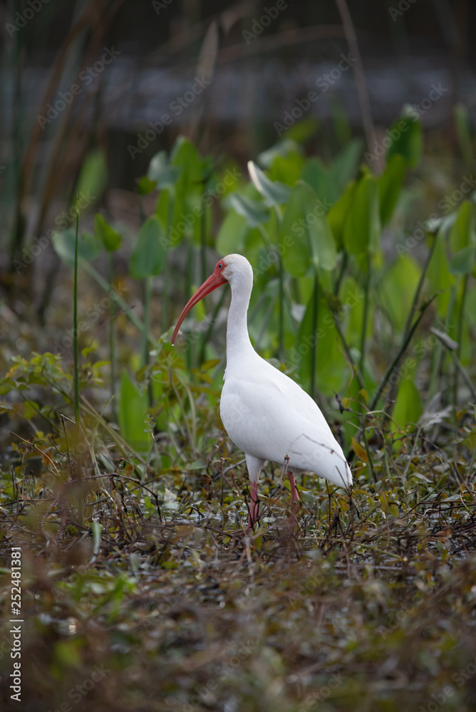 Obraz premium Wakulla Wildlife