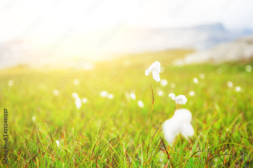 White fluffy cotton flowers on a green meadow in Norway