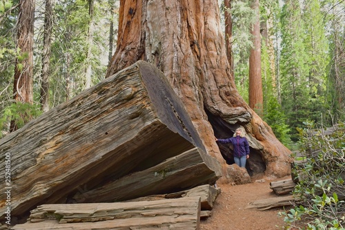Sequoia & Kings Canyon National Parks, California USA. Woman turist admiring  giant sequoia tree.