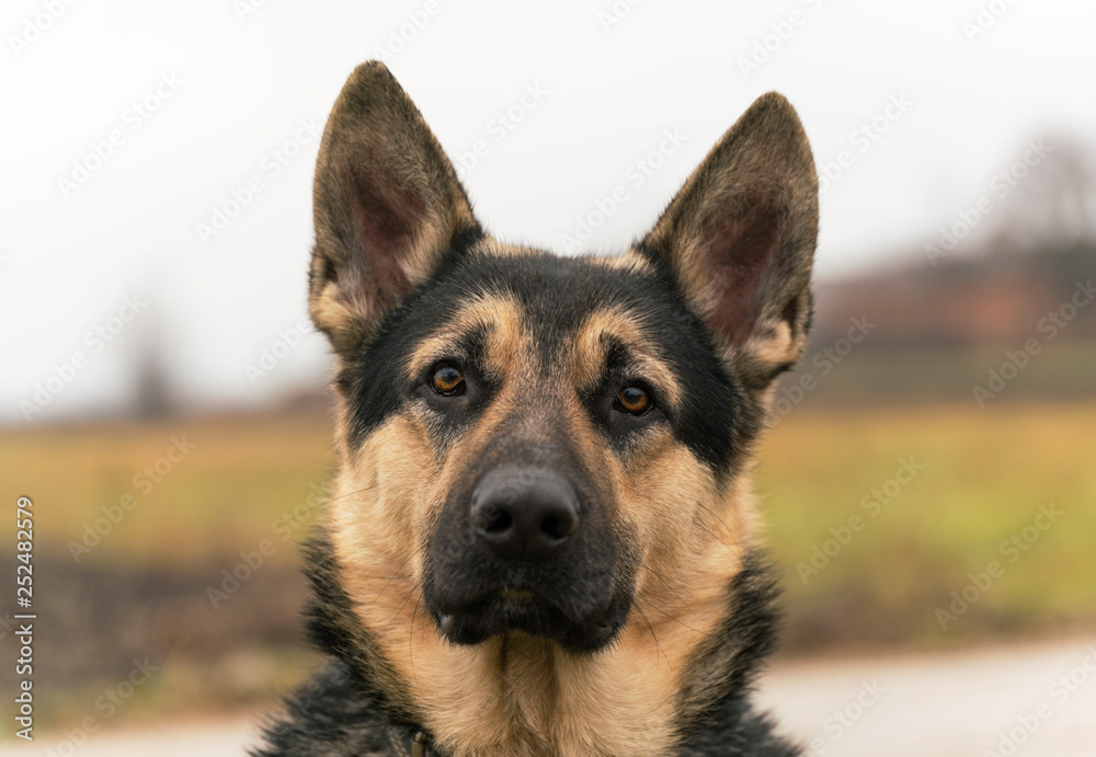 Eastern European Sheepdog, black german shepherd Eastern European Sheepdog, black german shepherd