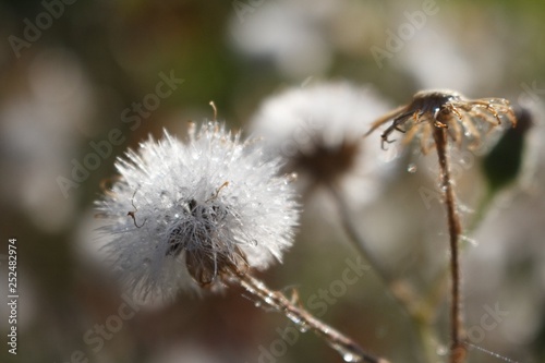 dandelion on green background