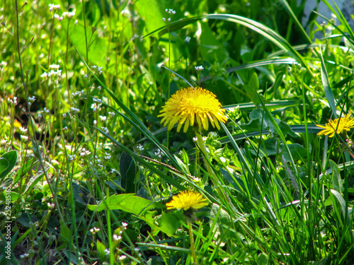 Green field with yellow dandelions. 