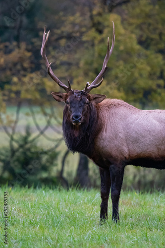 A Buffalo Elk