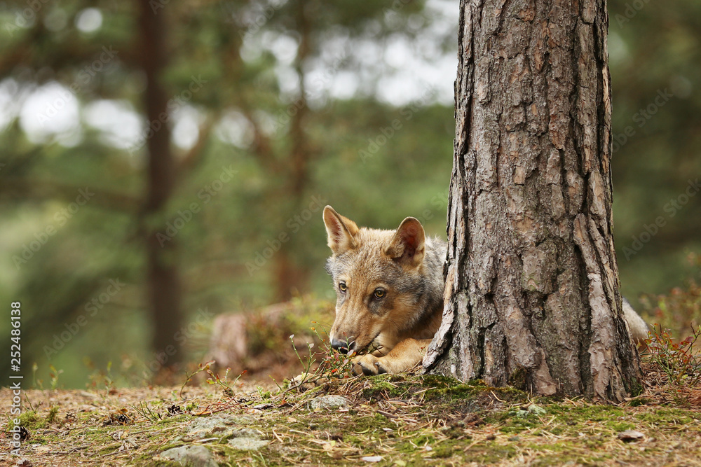 Young Grey wolf resting in autumn forest - Canis lupus lupus