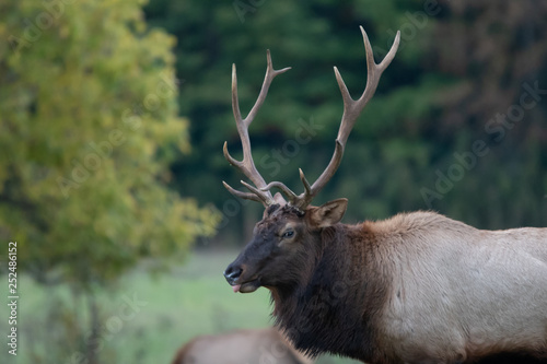 Elk Gaze © Roman