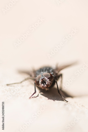 domestic fly insect © baiajaku