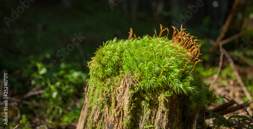 a surface of green moss inside the forest