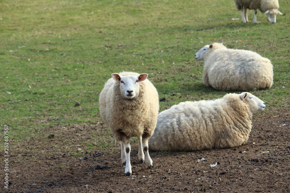 Obraz premium Schafe auf der Wiese