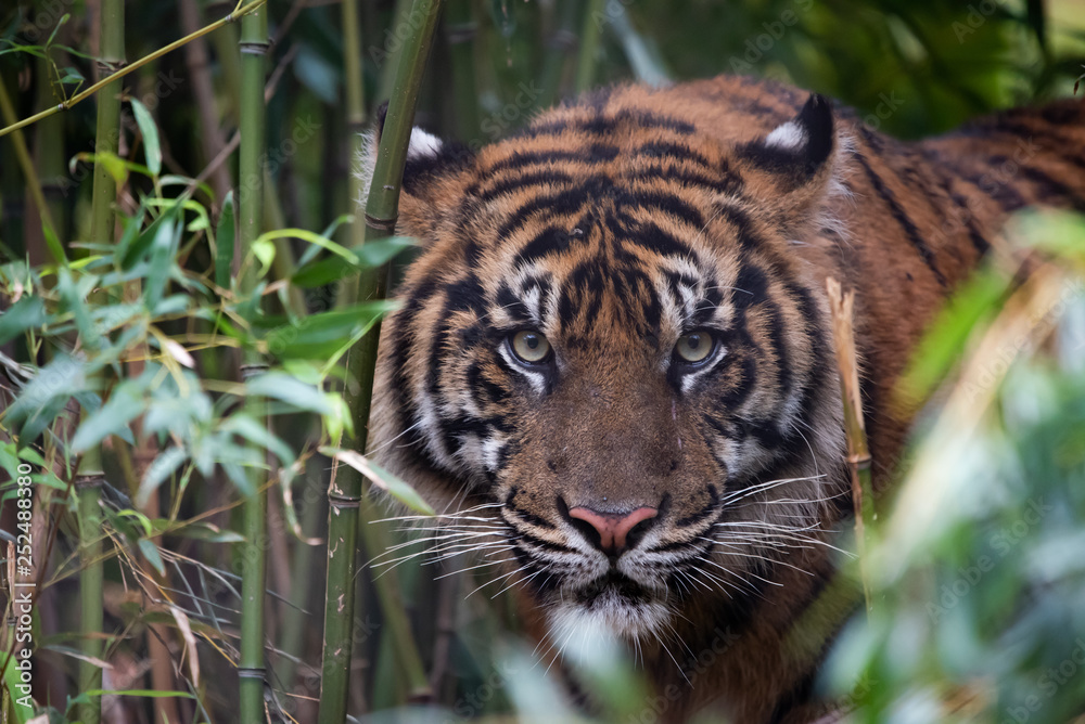 Obraz premium Hide and Seek Tiger