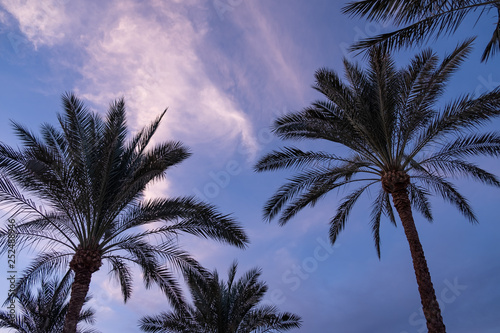 evening sky on the background of palm trees. advertising space