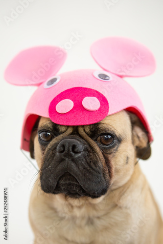 Cute Pug dog wearing a pig hat