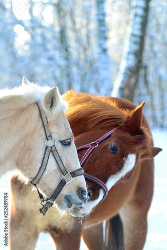 TWO HORSES IN THE COLD